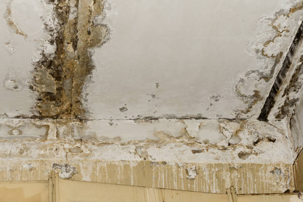 Reliable Granger, TX Mold Removal Solutions