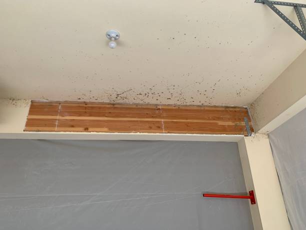 Biohazard Mold Removal in Granger, TX